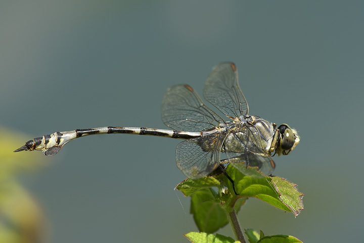 Distribuzione di Lindenia tetraphylla